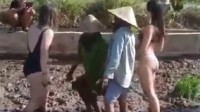 游客穿比基尼帮巴厘岛农民种庄稼 真帮忙还是作秀？