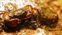 广西17岁少年发现新物种：卷肢华石蟹