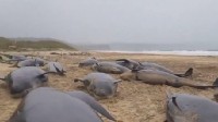55头鲸在苏格兰海滩搁浅：救援失败 近10年来最多
