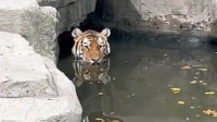 游客逛动物园发现老虎在水里避暑 满脸“不想营业”