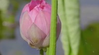 圆明园幸存的古莲开花了：百年历史 躲过了英法联军