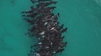 近百头领航鲸搁浅澳大利亚海滩：一夜间超一半死亡
