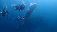 奇奇怪怪的深海生物：随便长长 卡通直接变异形