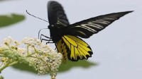 安徽金寨发现中国最大蝴蝶：后翅金黄 二级保护动物