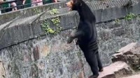 马来熊站立被疑“人假扮” 杭州动物园：是真的熊