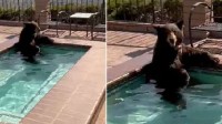太热了！美国加州一只熊躲进居民家中泳池避暑
