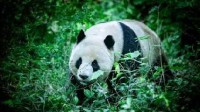 汉文帝霸陵殉葬坑发现大熊猫骨骼 2000多年依然完整