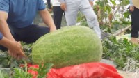 杭州种出78斤大西瓜 舍不得卖要和家人分享