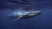 科学家可能发现史上最重动物 古代鲸体重或达340吨
