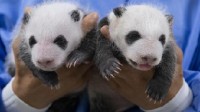 大熊猫爱宝双胞胎满月照曝光 戴上“墨镜”了