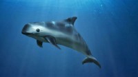 世界最小鲸目动物加湾鼠海豚濒临灭绝 仅剩十几头