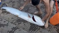 男子游泳时徒手抓到52斤大鱼：鱼受伤了 没什么力气