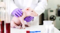 首次证明猪肾移植人体后可维持生命 32天后依然良好