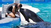 虎鲸洛丽塔被圈养53年后去世 刚决定让其回归大海