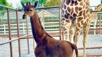 美国一动物园迎来纯色无斑点长颈鹿 或是全球唯一