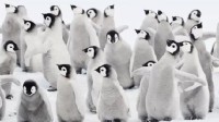 全球变暖致上万只帝企鹅幼鸟死亡 90%群落可能灭绝