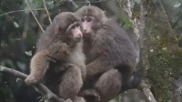 峨眉山没看到猴子 游客投诉：买了猴子挠伤险