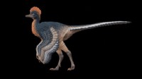 福建“第一龙”！中国发现1.5亿年前鸟翼类恐龙化石