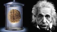 图一乐消费？ “爱因斯坦的脑子”在平台销售火爆
