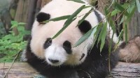 大熊猫“花花”暂停展出 因季节更替患上感冒