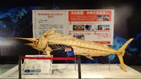 价值48万元标本被男子掰断 博物馆决定不修复