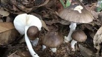 一家7口吃野蘑菇2人死亡2人进ICU 疑为假褐云斑鹅膏