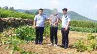 小偷1夜挖700斤芋头被抓 农户笑了：夸赞其“勤奋”