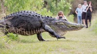 4米长巨鳄被发现在路边吃人！已成美国佛州泛滥物种