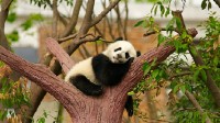马斯克也被国宝圈粉：转发大熊猫视频 网友狂点赞