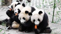 我国首个大熊猫学院成立 网友神评：熊大