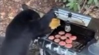 美国两黑熊闯露营地吃自助 打开烧烤炉吃汉堡肉