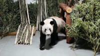 在50多年之后 旅美大熊猫或将全部返回中国