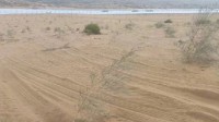 腾格里沙漠治沙植物被车碾轧 车辆冲断围栏轧毁