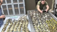 美国近1000只鸟集体撞向一栋大楼后死亡 尸体堆得像地毯