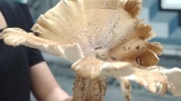 云南昌宁现1.4公斤重大鸡枞 菌盖宽38厘米