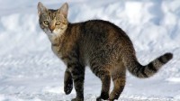 不可思议！猫的进化已经趋近于“完美”