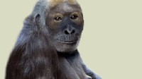 1200万年前古猿面貌复原 它可能是人类最早祖先之一