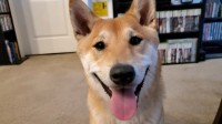 狗都能玩？柴犬将参加美国游戏速通大赛