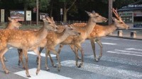 日本北海道梅花鹿泛滥成灾 现支持人们猎鹿