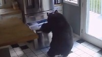 美国黑熊闯民宅熟练打开冰箱偷吃 网友：这真是熊？