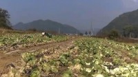 韩国白菜减产致价格上涨 进口泡菜99%是来自中国