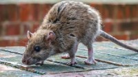 美国纽约老鼠已泛滥成灾 有APP推出