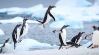 南极首次发现禽流感病毒 专家担心企鹅将遭灭绝