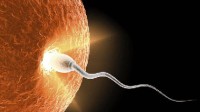 美国科学家称：人体任何细胞变精子卵子只是时间问题