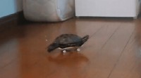 心疼自家乌龟赛跑输给猫 主人给它配置了专用滑板