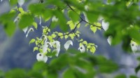 男子连砍5株“植物界大熊猫”珙桐被判刑：想做柴火