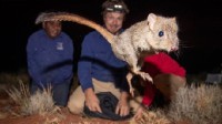 澳大利亚将迷你袋鼠保护太好 竟导致种群“退化”了