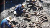 云南发现巨型竹鼠化石：距今600多万年 体形极大