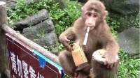 峨眉山招聘15名猴群管理员 网友：只有孙悟空能管