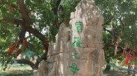 1500岁的古桑树“万椹之母”被雷劈数次仍结千斤果 